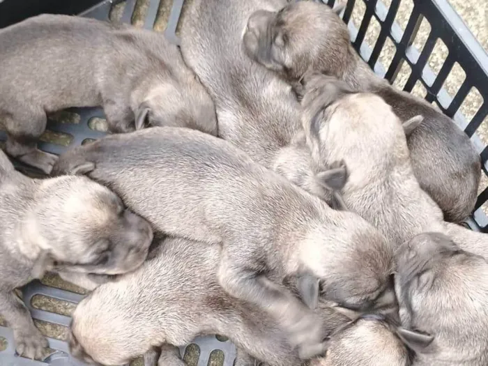 Cachorro raça SRD-ViraLata idade Abaixo de 2 meses nome Sem nome 