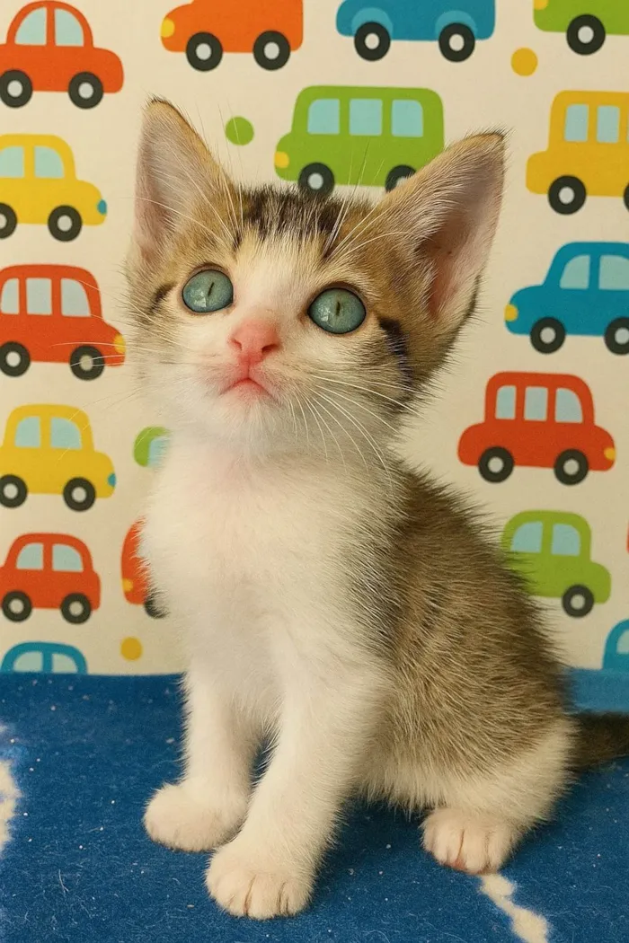 Gato ra a SRD-ViraLata idade Abaixo de 2 meses nome Catatau e Pépe