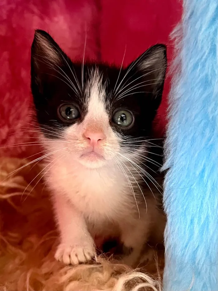 Gato ra a SRD-ViraLata idade Abaixo de 2 meses nome Catatau e Pépe