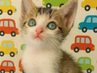 Gato raça SRD-ViraLata idade Abaixo de 2 meses nome Catatau e Pépe