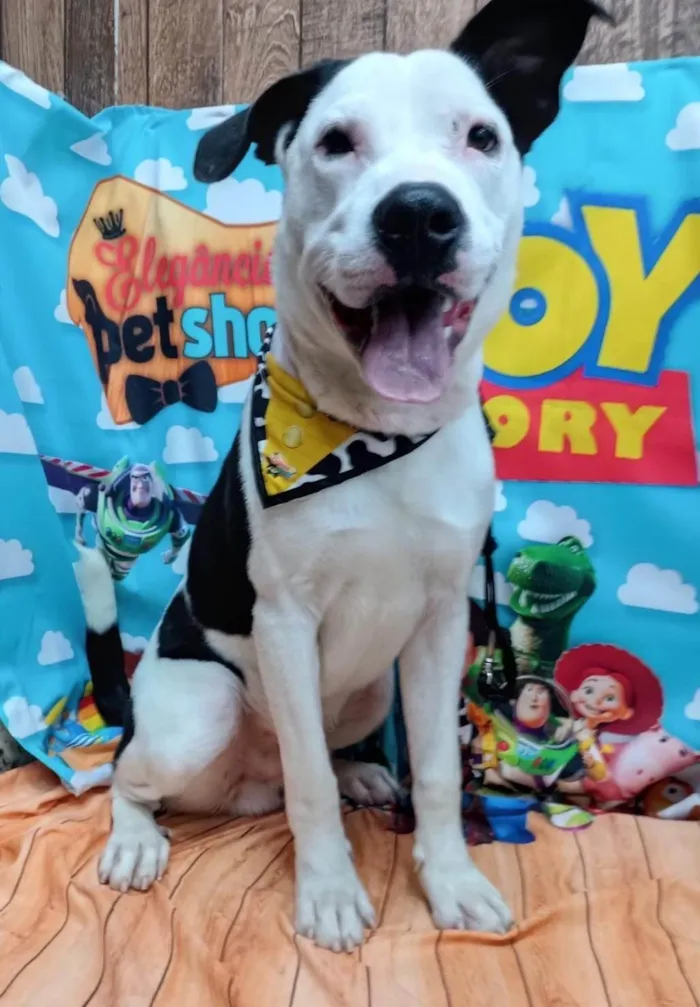 Cachorro raça SRD-ViraLata idade 1 ano nome Snoopy 