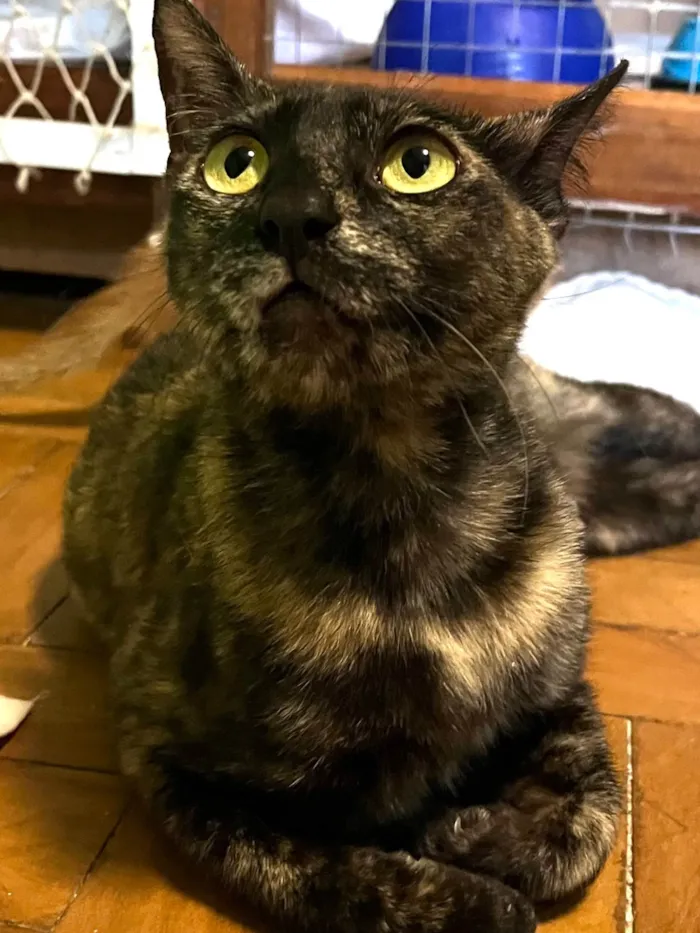 Gato ra a SRD-ViraLata idade Abaixo de 2 meses nome Pepeu e Caetana