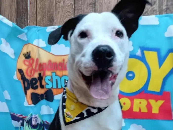 Cachorro raça SRD-ViraLata idade 1 ano nome Snoopy 