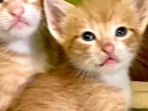 Gato raça SRD-ViraLata idade Abaixo de 2 meses nome Pepeu e Caetana