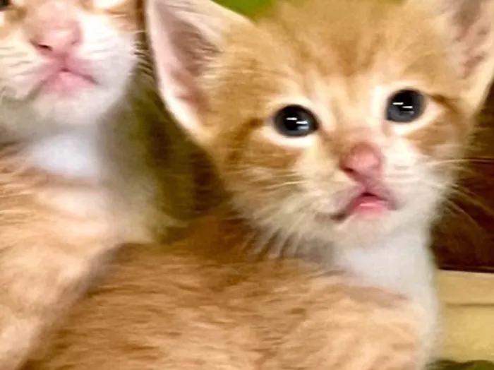 Gato ra a SRD-ViraLata idade Abaixo de 2 meses nome Pepeu e Caetana