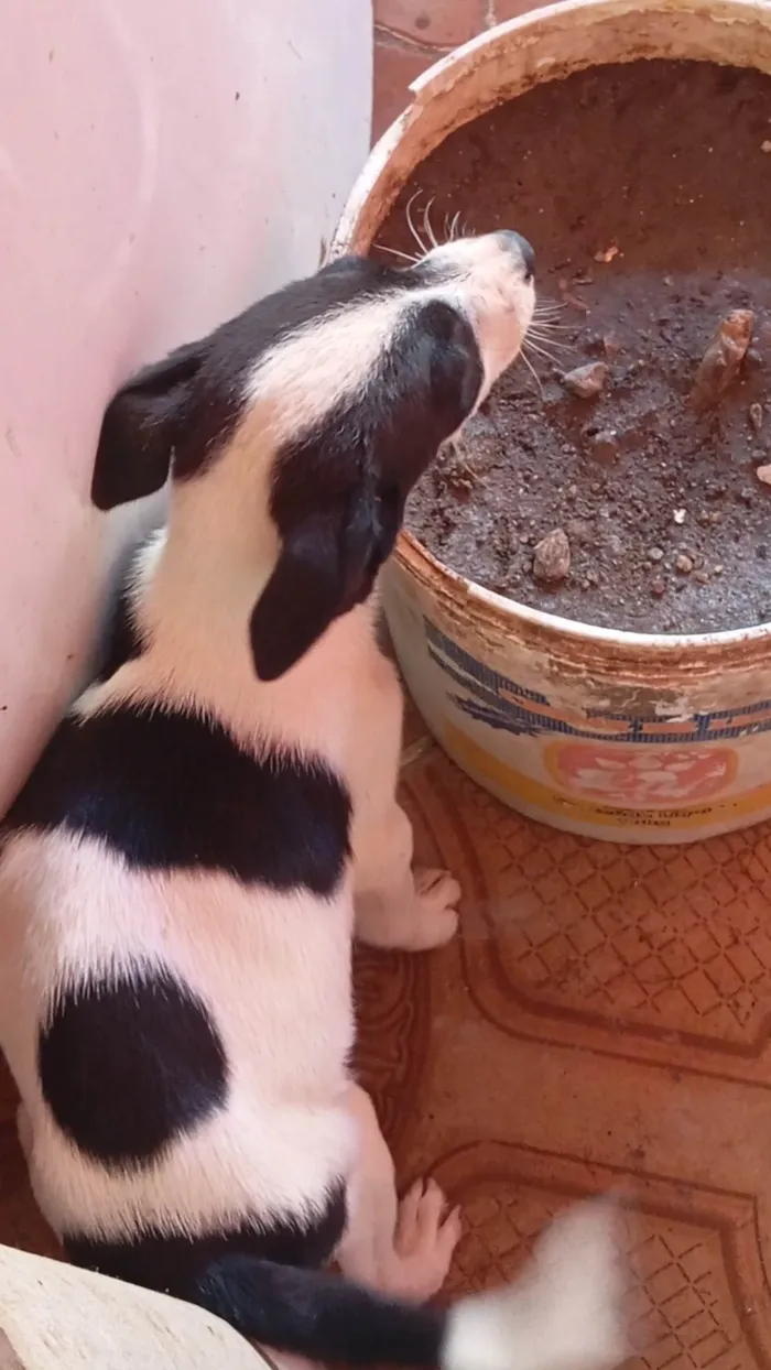 Cachorro ra a SRD-ViraLata idade 2 a 6 meses nome Estão sem nomes 