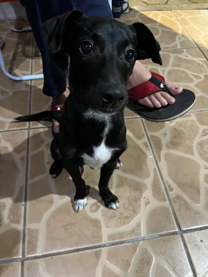 Cachorro ra a SRD-ViraLata idade 7 a 11 meses nome Marley 