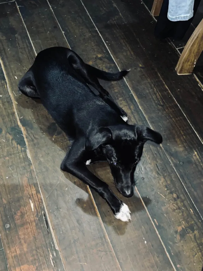 Cachorro ra a SRD-ViraLata idade 7 a 11 meses nome Marley 