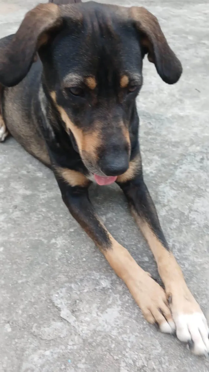 Gato ra a SRD-ViraLata idade 2 a 6 meses nome Sem nome