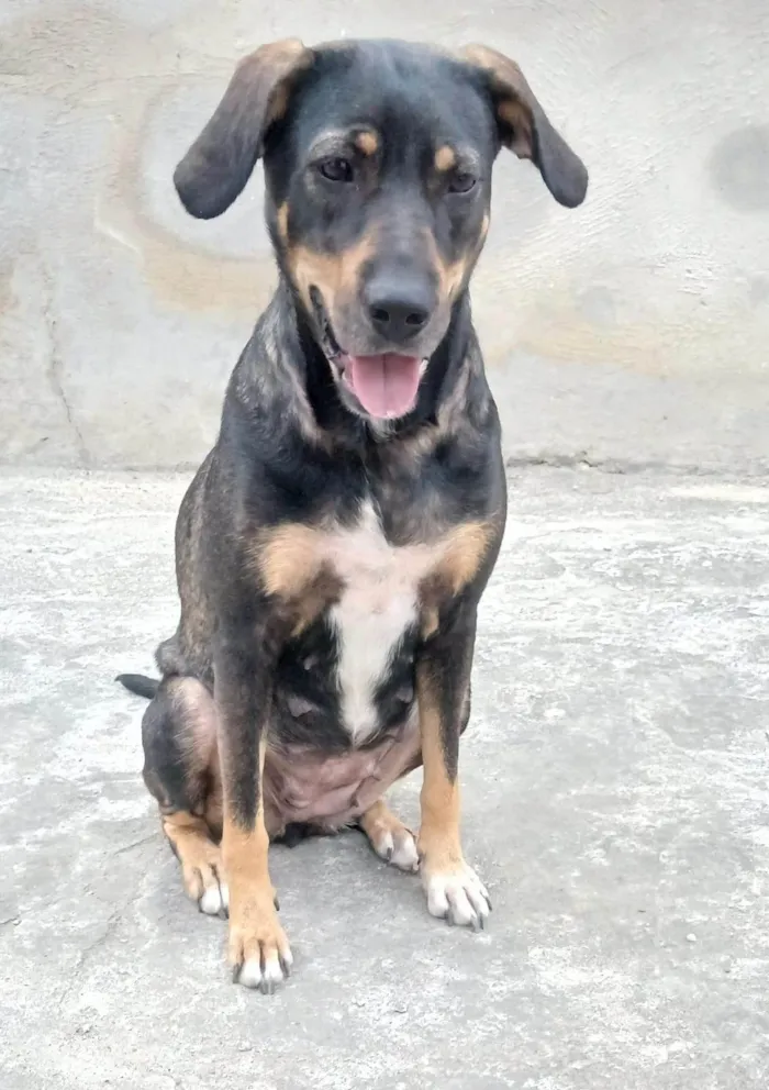 Gato ra a SRD-ViraLata idade 2 a 6 meses nome Sem nome