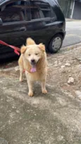 Cachorro ra a Chow Chow idade 1 ano nome Blenda