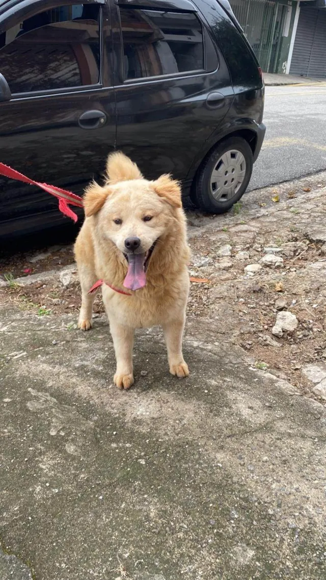 Cachorro ra a Chow Chow idade 1 ano nome Blenda