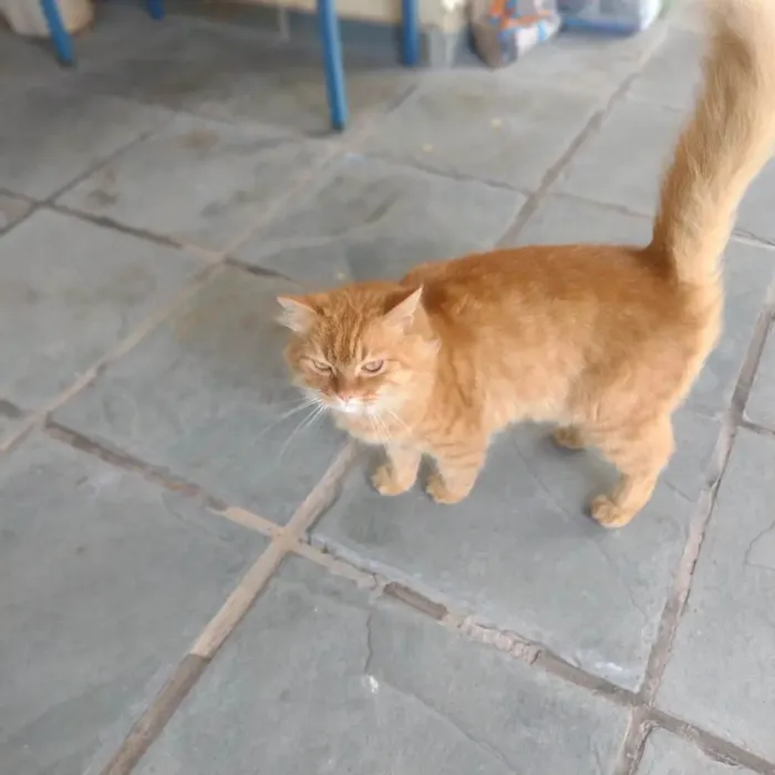 Gato ra a SRD-ViraLata idade 3 anos nome Tom, Michael e Sol