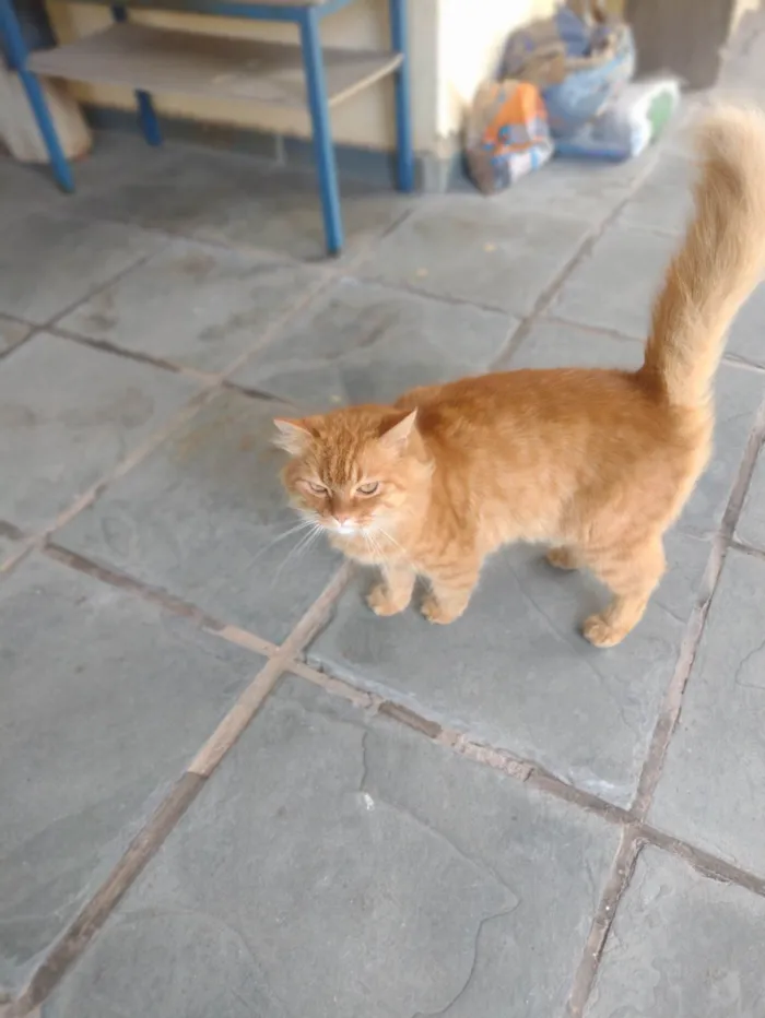 Gato ra a SRD-ViraLata idade 3 anos nome Tom, Michael e Sol