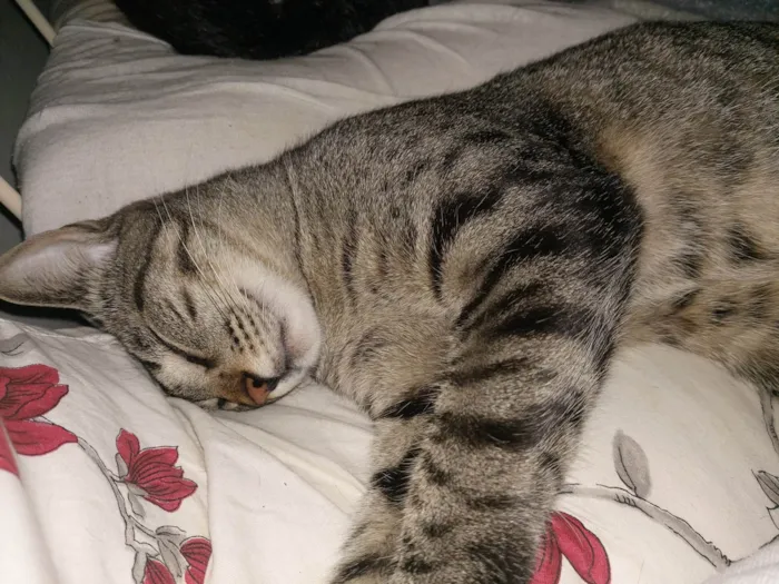 Gato ra a SRD-ViraLata idade 3 anos nome Tom, Michael e Sol