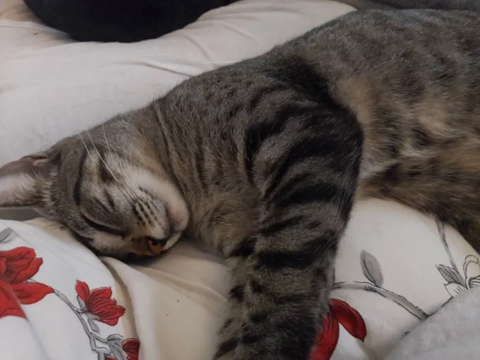 Gato ra a SRD-ViraLata idade 3 anos nome Tom, Michael e Sol