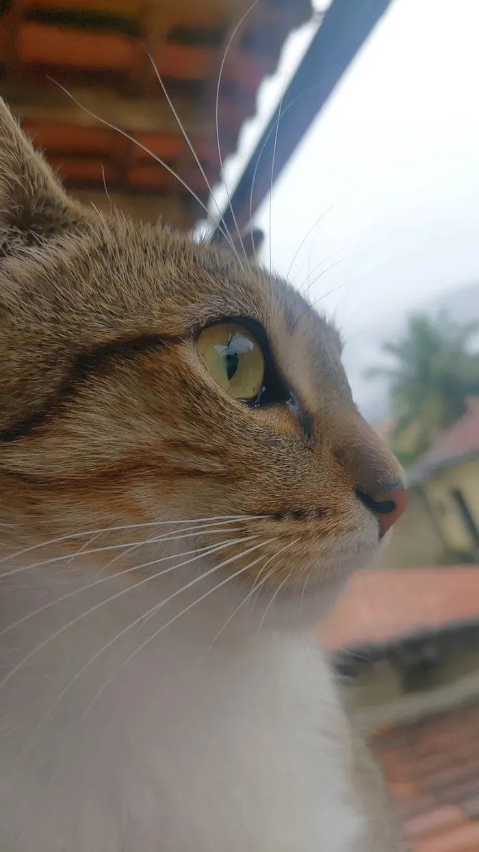 Gato ra a SRD-ViraLata idade 3 anos nome Tom, Michael e Sol