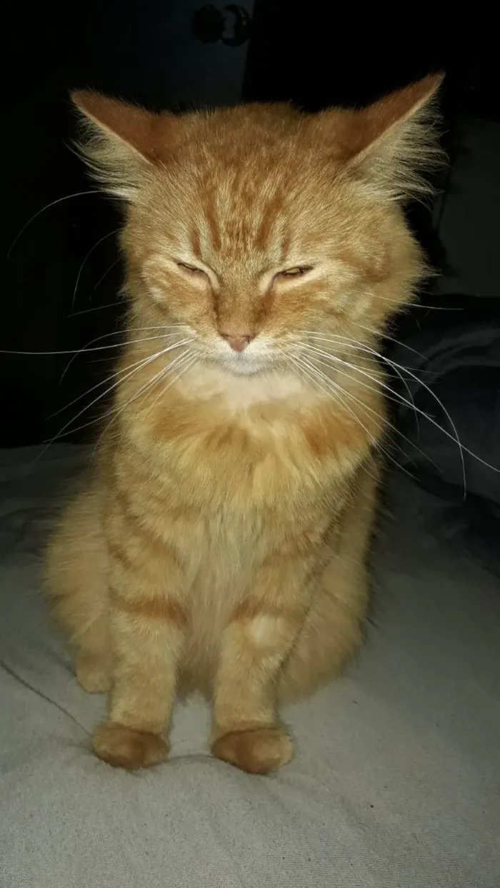 Gato ra a SRD-ViraLata idade 3 anos nome Tom, Michael e Sol