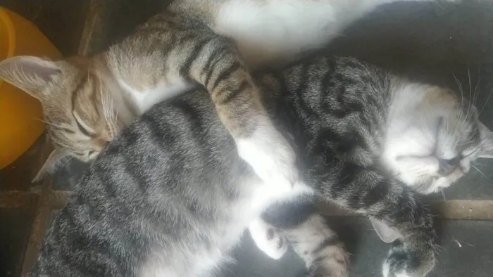 Gato ra a SRD-ViraLata idade 3 anos nome Tom, Michael e Sol
