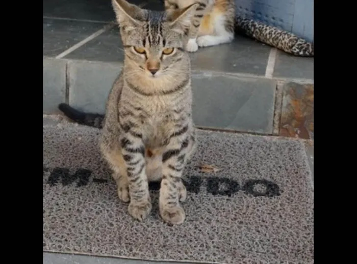 Gato ra a SRD-ViraLata idade 3 anos nome Tom, Michael e Sol