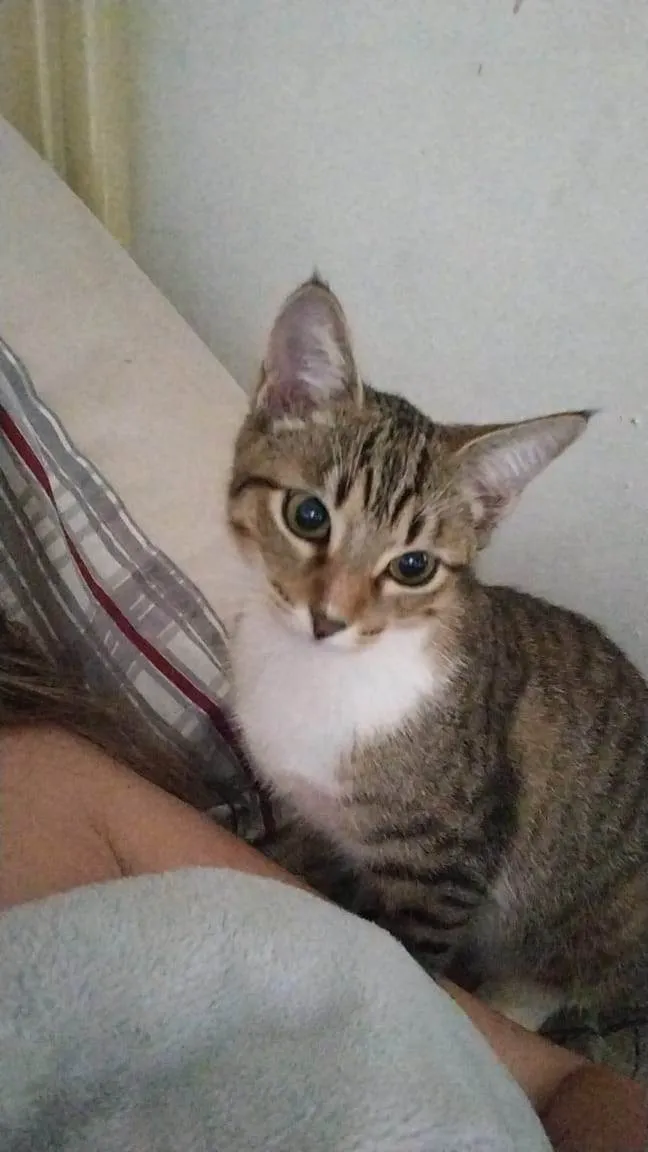 Gato ra a SRD-ViraLata idade 3 anos nome Tom, Michael e Sol