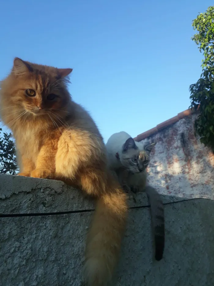 Gato ra a SRD-ViraLata idade 3 anos nome Tom, Michael e Sol