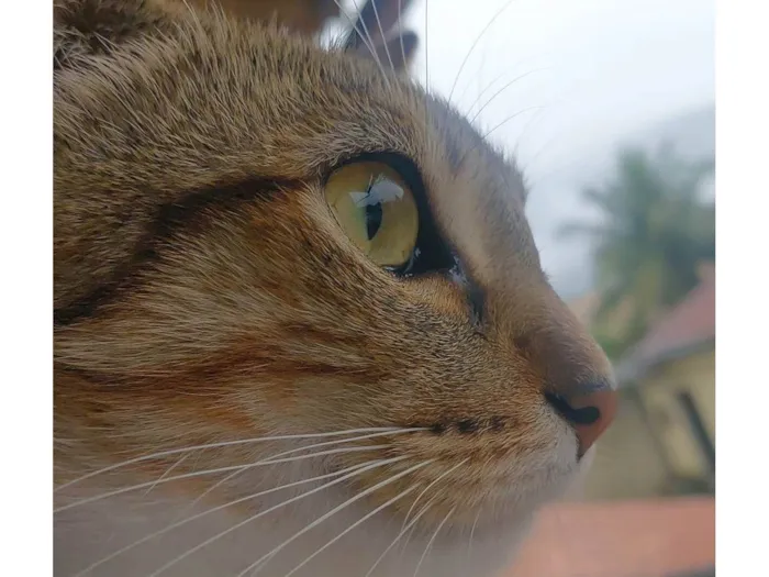 Gato ra a SRD-ViraLata idade 3 anos nome Tom, Michael e Sol