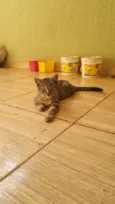 Gato ra a SRD-ViraLata idade 7 a 11 meses nome Gatos para adoção responsável 