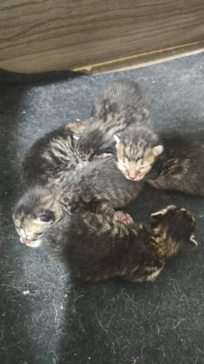 Gato ra a SRD-ViraLata idade 7 a 11 meses nome Gatos para adoção responsável 