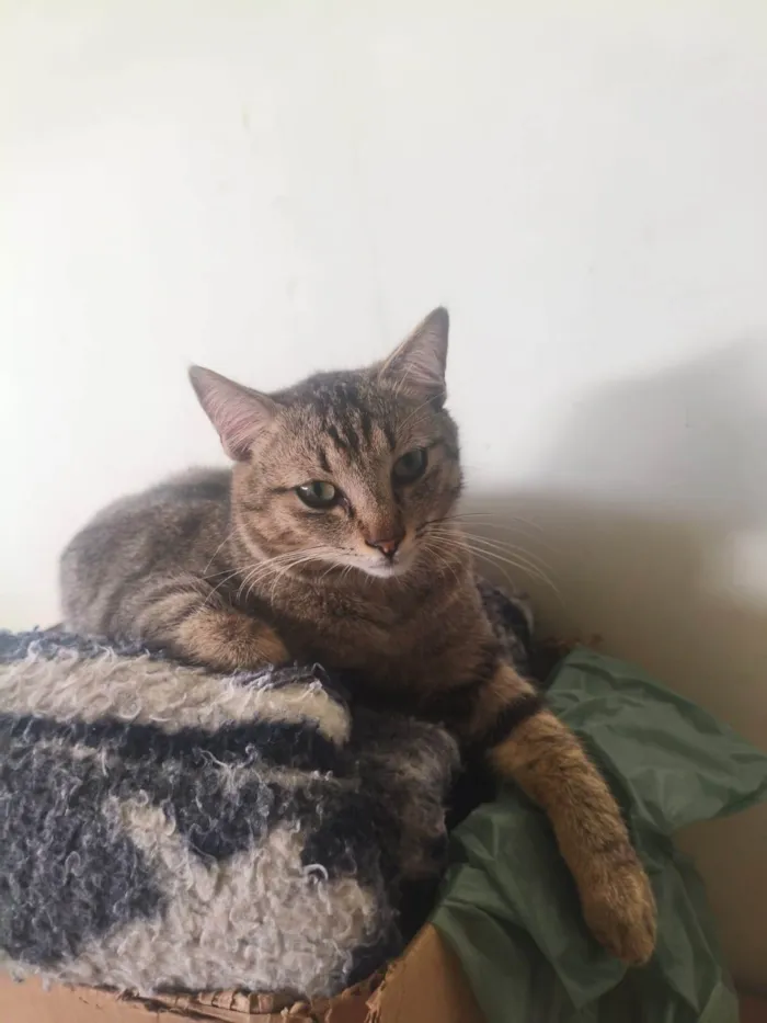 Gato ra a SRD-ViraLata idade 7 a 11 meses nome Gatos para adoção responsável 