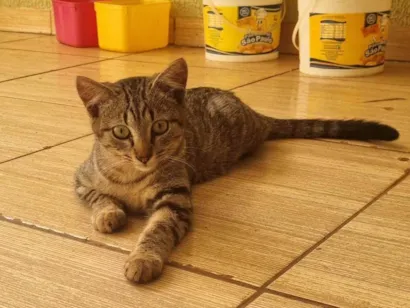 Gato raça SRD-ViraLata idade 7 a 11 meses nome Gatos para adoção responsável 