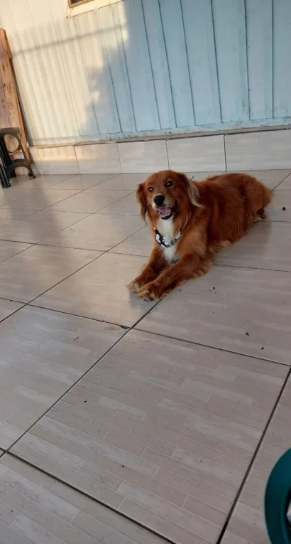 Cachorro ra a SRD-ViraLata idade 6 ou mais anos nome Boby