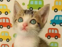 Gato ra a SRD-ViraLata idade Abaixo de 2 meses nome Catatau e Pépe