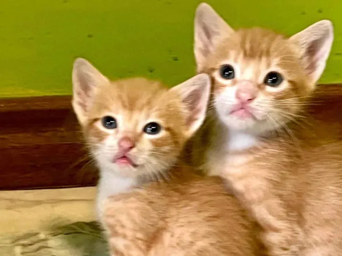 Gato ra a SRD-ViraLata idade Abaixo de 2 meses nome Pepeu e Caetana