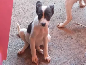 Cachorro raça SRD-ViraLata idade 2 a 6 meses nome Estão sem nomes 