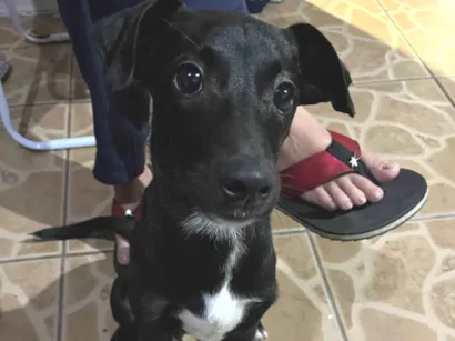 Cachorro raça SRD-ViraLata idade 7 a 11 meses nome Marley 