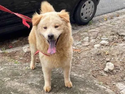Cachorro raça Chow Chow idade 1 ano nome Blenda