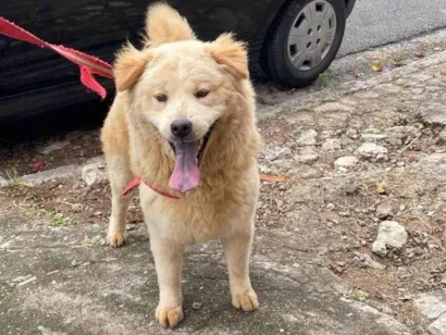 Cachorro raça Chow Chow idade 1 ano nome Blenda