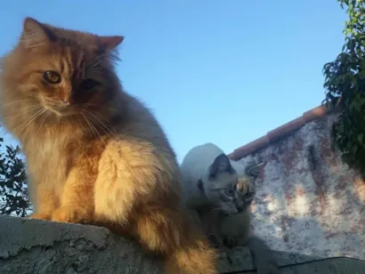 Gato raça SRD-ViraLata idade 3 anos nome Tom, Michael e Sol