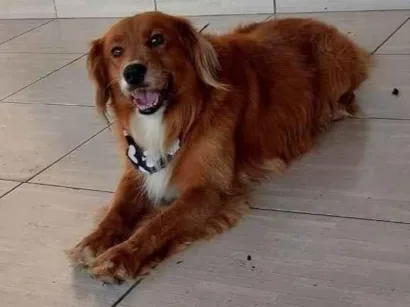 Cachorro ra a SRD-ViraLata idade 6 ou mais anos nome Boby