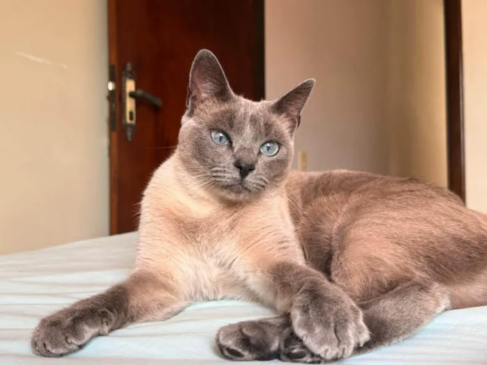 Gato ra a SRD-ViraLata idade 2 anos nome LADY