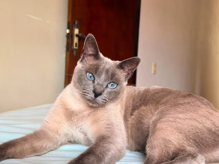 Gato ra a SRD-ViraLata idade 2 anos nome LADY