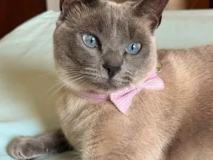 Gato raça SRD-ViraLata idade 2 anos nome LADY