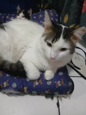 Gato raça SRD-ViraLata idade 7 a 11 meses nome BRANQUINHO