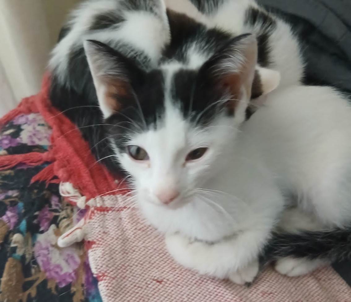 Gato ra a SRD-ViraLata idade 2 a 6 meses nome BRANQUINHA