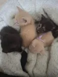 Gatinhos para adoção 