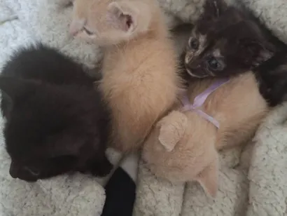 Gato ra a SRD-ViraLata idade Abaixo de 2 meses nome Gatinhos para adoção 