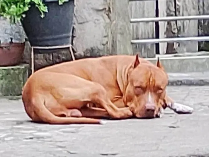Cachorro raça Pit-Bull idade 2 a 6 meses nome Zeus 