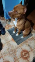 Cachorro ra a Pit-Bull idade 2 a 6 meses nome Zeus 