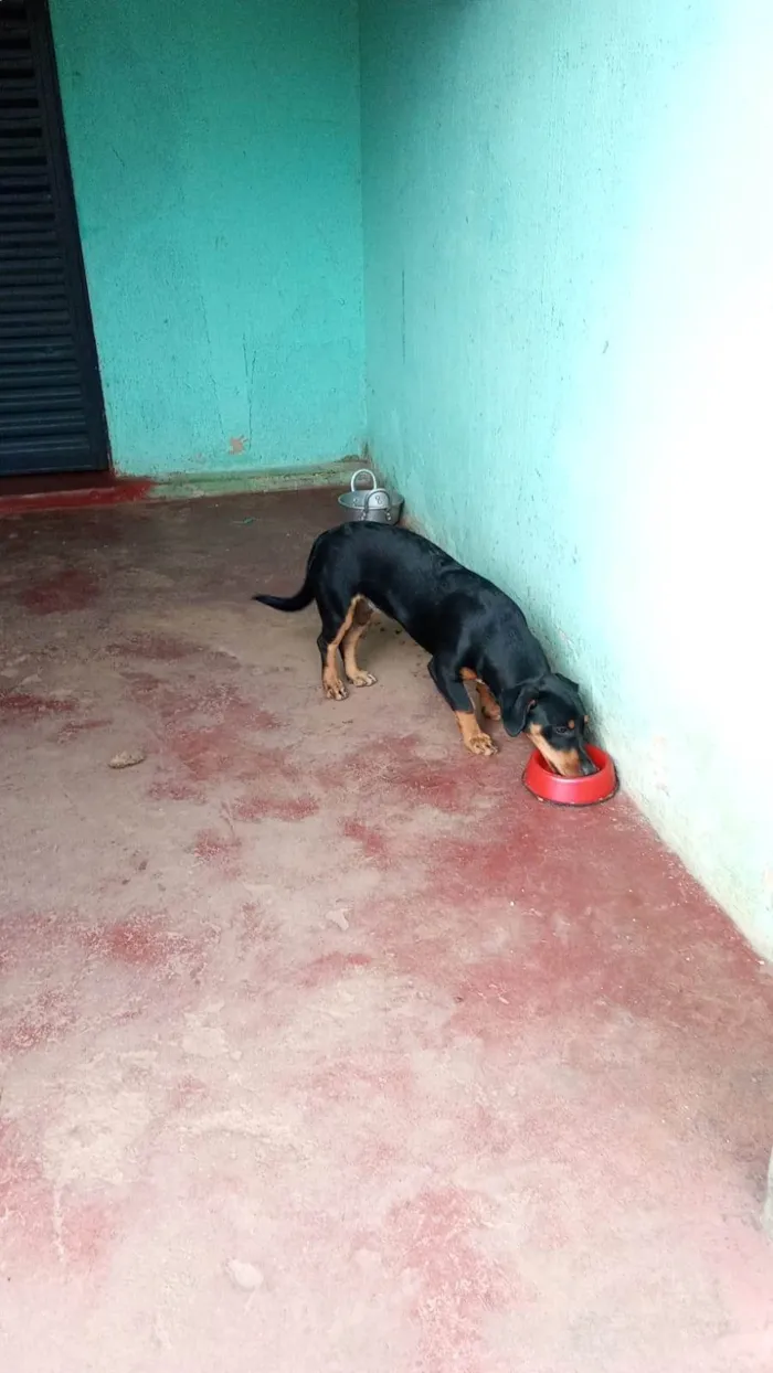 Cachorro ra a SRD-ViraLata idade 7 a 11 meses nome PANTERA 